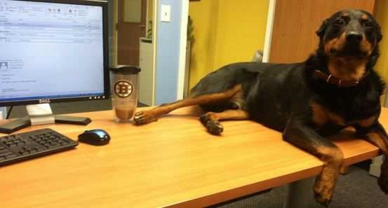 This is Rossco, our mascot! RIP Buddy <3